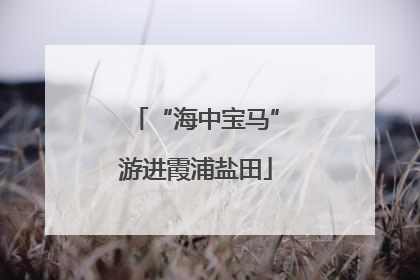 “海中宝马”游进霞浦盐田