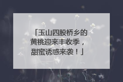 玉山四股桥乡的黄桃迎来丰收季，甜蜜诱惑来袭！