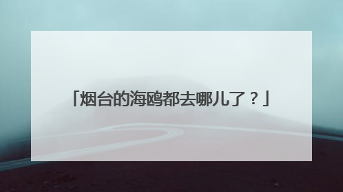 烟台的海鸥都去哪儿了？