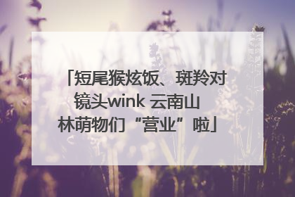 短尾猴炫饭、斑羚对镜头wink 云南山林萌物们“营业”啦