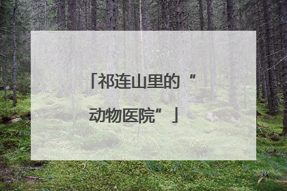 祁连山里的“动物医院”