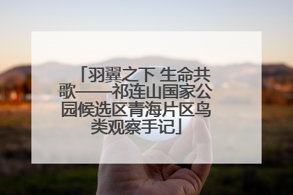 羽翼之下 生命共歌——祁连山国家公园候选区青海片区鸟类观察手记
