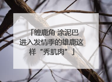 缠鹿角 涂泥巴 进入发情季的雄鹿这样“秀肌肉”
