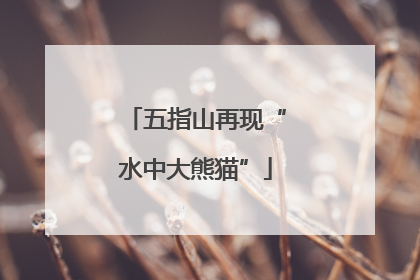 五指山再现“水中大熊猫”