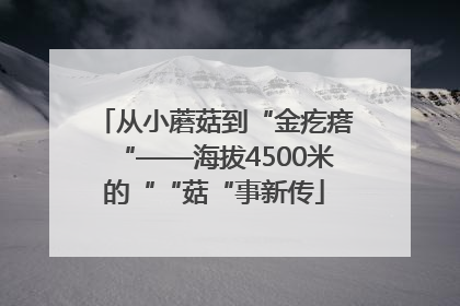 从小蘑菇到“金疙瘩“——海拔4500米的““菇“事新传