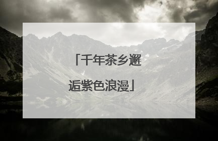 千年茶乡邂逅紫色浪漫
