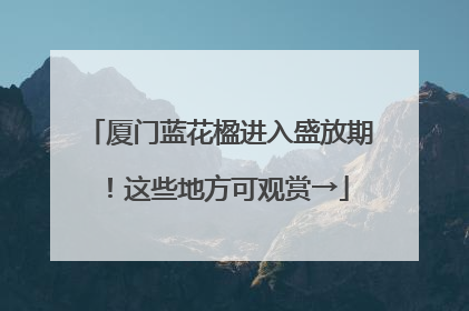 厦门蓝花楹进入盛放期！这些地方可观赏→