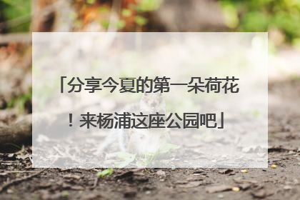 分享今夏的第一朵荷花！来杨浦这座公园吧