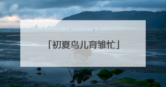 初夏鸟儿育雏忙