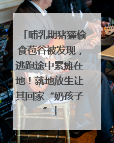 哺乳期猪獾偷食苞谷被发现，逃跑途中累瘫在地！就地放生让其回家“奶孩子”