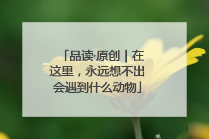 品读·原创｜在这里，永远想不出会遇到什么动物