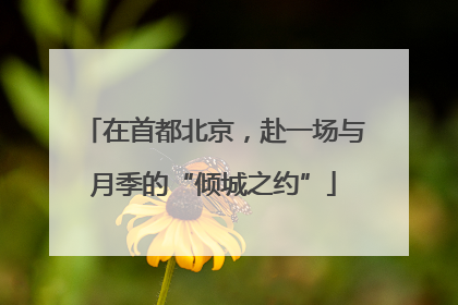在首都北京，赴一场与月季的“倾城之约”