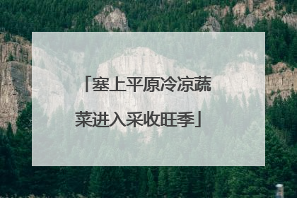 塞上平原冷凉蔬菜进入采收旺季