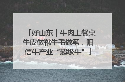 好山东｜牛肉上餐桌牛皮做靴牛毛做笔，阳信牛产业“超级牛”