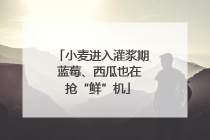 小麦进入灌浆期 蓝莓、西瓜也在抢“鲜”机