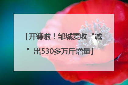 开镰啦！邹城麦收“减”出530多万斤增量