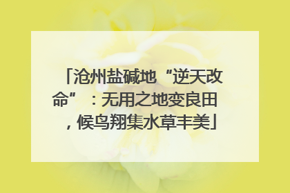 沧州盐碱地“逆天改命”：无用之地变良田，候鸟翔集水草丰美