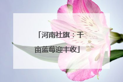河南社旗：千亩蓝莓迎丰收