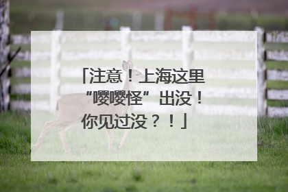 注意！上海这里“嘤嘤怪”出没！你见过没？！