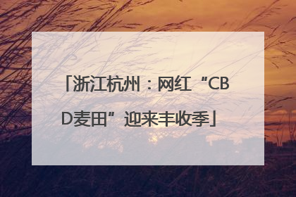 浙江杭州：网红“CBD麦田”迎来丰收季