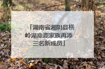 湖南省湘阴县横岭湖麋鹿家族再添三名新成员
