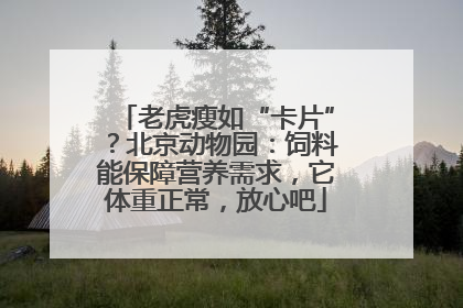 老虎瘦如“卡片”？北京动物园：饲料能保障营养需求，它体重正常，放心吧