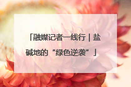 融媒记者一线行｜盐碱地的“绿色逆袭”