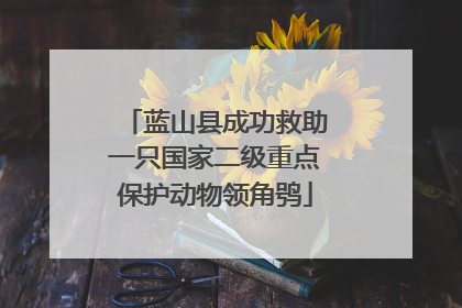 蓝山县成功救助一只国家二级重点保护动物领角鸮