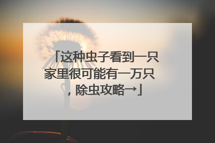 这种虫子看到一只家里很可能有一万只，除虫攻略→