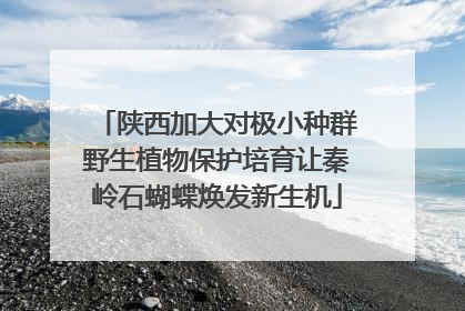 陕西加大对极小种群野生植物保护培育让秦岭石蝴蝶焕发新生机