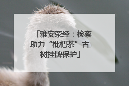 雅安荥经：检察助力“枇杷茶”古树挂牌保护