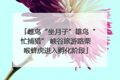 雌鸟“坐月子”雄鸟“忙捕猎” 峡谷旅游路栗喉蜂虎进入孵化阶段