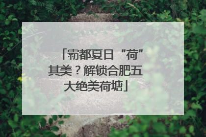 霸都夏日“荷”其美？解锁合肥五大绝美荷塘