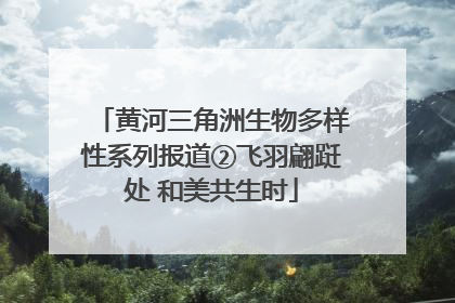 黄河三角洲生物多样性系列报道②飞羽翩跹处 和美共生时