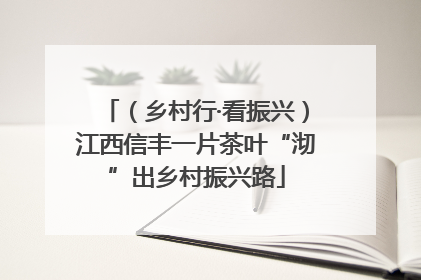 （乡村行·看振兴）江西信丰一片茶叶“沏”出乡村振兴路